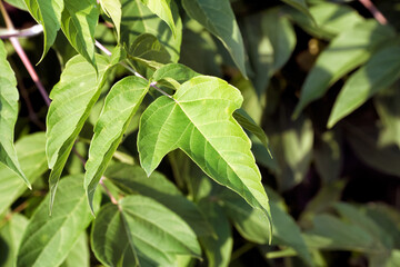 A texture made of branches of leaves on green background.