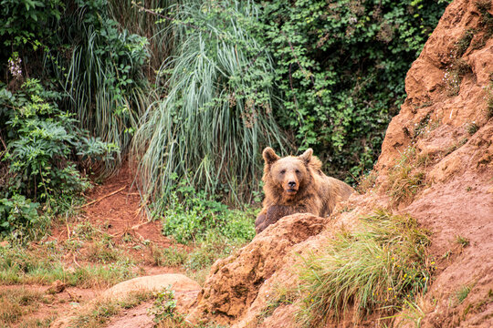 osos peleando cabc&aacute;rceno