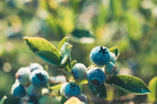 Fresh organic blueberries on the bush. Vivid colors.
