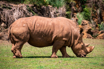 rinoceronte africano, tanque, macho, agresivo, cuerno