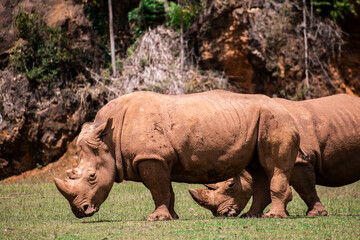 rinoceronte africano, tanque, macho, agresivo, cuerno