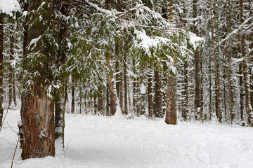 Snow covered trees in forest in winter day. Nature ladscape