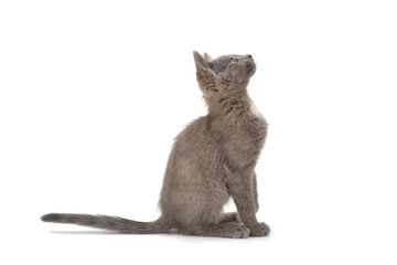 A gray kitten is playing and posing. Photo of a pet on a white background.