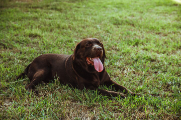 A brown Labrador is lying on the green grass.Summer walk in the park. Loyalty and loyalty.