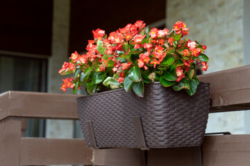 Fototapeta na wymiar Beautiful bright red begonia flowers in the pot on the home terrace