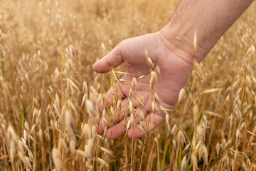 Fototapeta na wymiar A man's hand gently touches the golden ripe ears of oats on the oat field. Harvest time. Selective focus.