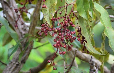 Cerrado brasileiro - ouratea