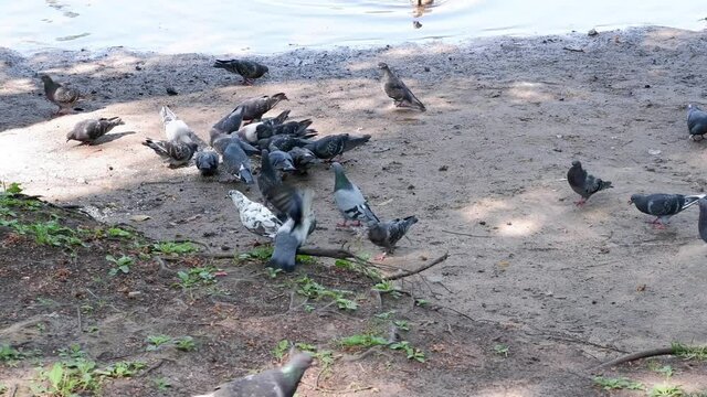 Pigeons eat on the shore of the pond. Birds. Ducks.