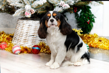 Cavalier King Charles spaniel stands on the background of the Christmas tree