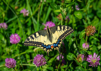 Fototapeta na wymiar Papilio machaon butterfly, also called as Old World Swallowtail, on meadow with flowering clover
