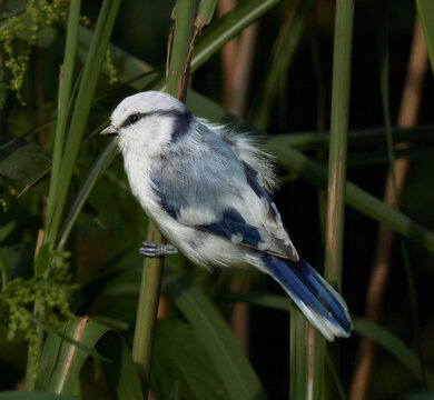 Beautiful young azure tit on the reed (Cyanistes cyanus)