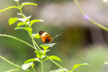 bug on a flower