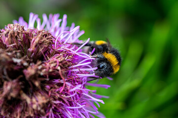 Eine Hummel sitzt auf einer Blüte