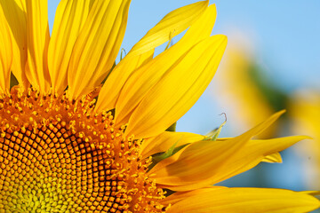 Sunflower natural background. Sunflower blooming. Close-up of sunflower.