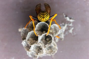 The wasp queen builds a nest under the roof of the house