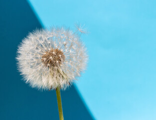 A blowball; of Dandelion on a blue background, macro view.