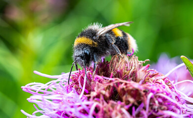 Eine Hummel sitzt auf einer Blüte © benjaminnolte