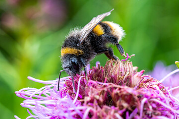 Eine Hummel sitzt auf einer Blüte © benjaminnolte