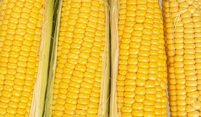 Cob Corn yellow natural Texture Close up