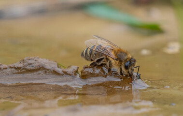 honey bees, Apis mellifera close up drinking water from a