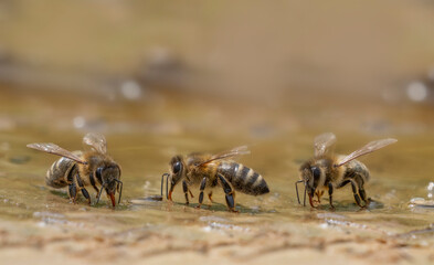 honey bees, Apis mellifera close up drinking water from a