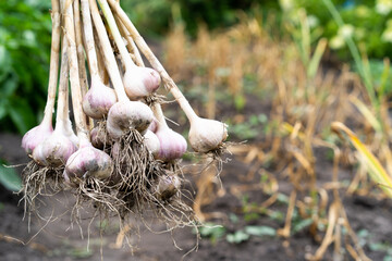 garlic harvesting close-up of gloved hands, gardening vegetables