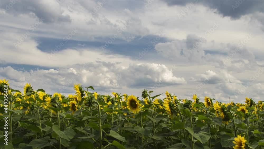 Wall mural Sunflower Field With Cloudy Blue Sky, Time Lapse
