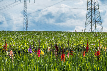 Strommasten hinter Feld mit bunten Blumen