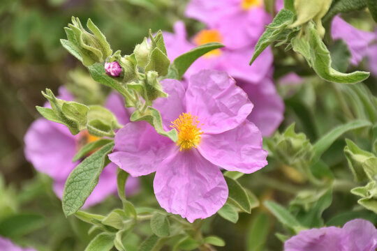 Zistrose