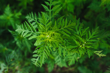 Background of green blooming ragweed, summer plant.