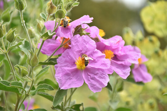 Zistrosen mit Bienen