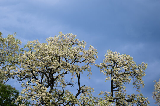 Blooming acacia on a background of blue clouds
