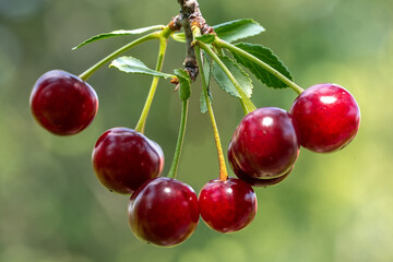 A few ripe cherry berries on a branch in the garden