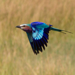 Lilac-breasted roller
