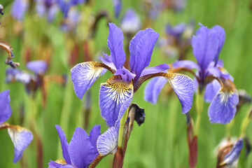 Schwertlilie - Iris in blau