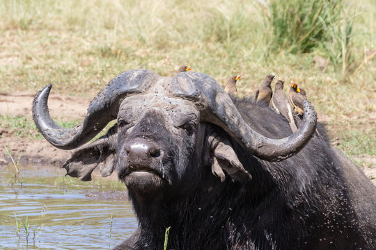 Buffalo and oxpecker birds