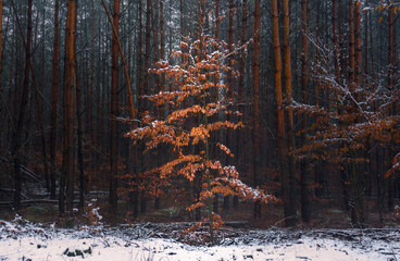 autumn tree on the background of the dark forest