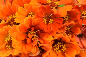 Fotobehang Orange zinnias bouquet, bunch of orange flowers for floral background with zinnias. © Anna