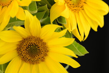 Sunflowers closeup, sunflowers horizontal background.