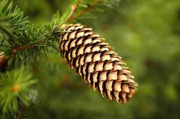 A big bump on a coniferous tree. A fir cone. A bump on a branch. Needles and a bump