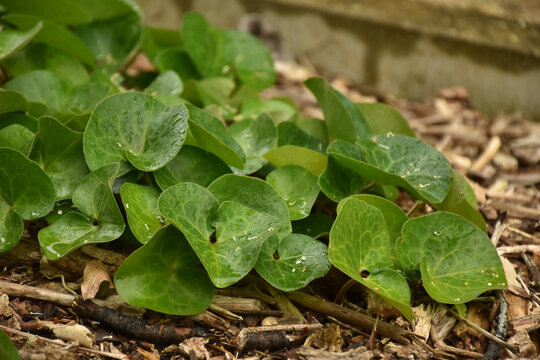 Gew&ouml;hnliche Haselwurz - Asarum europaeum