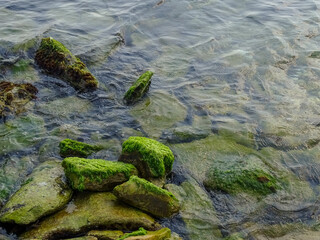 sea stones and algae