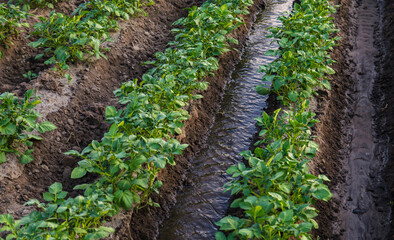 Water flows between rows of potato bushes. Watering the plantation. Providing the field with life-giving moisture. Surface irrigation of crops. European farming. Agriculture. Agronomy.