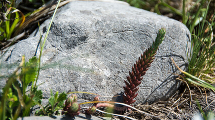 Stone in the grass, Suva Planina (The dry mountain), Serbia