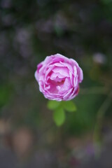 Flor