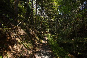 《宮城県・気仙沼大島》十八鳴浜への林道
