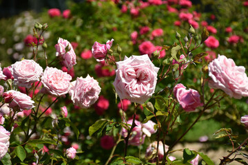 Rosa Rosen - Sorte Blossomtime