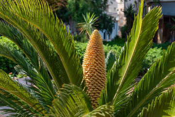 Flower of cycad large pollen above a cyad sago palm