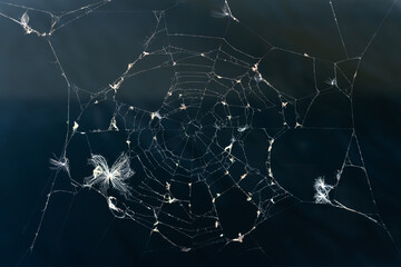 Cobwebs in the sunlight on a dark background, close up.