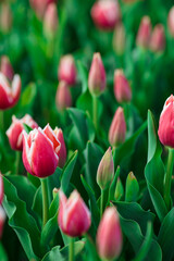 Spring background with pink tulips flowers. beautiful blossom tulips field. spring time. banner, copy space